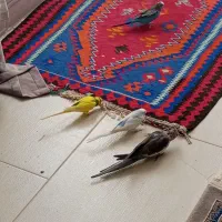 مرغ عشق وعروس هلندی|پرنده|دشتابی, |دیوار