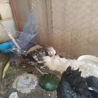 مرغ و خروس ونیمچه گلین وبرهما|حیوانات مزرعه|الوند, |دیوار