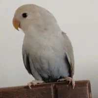 طوطی کوتوله