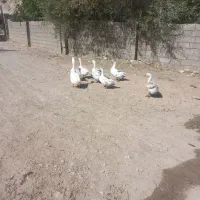 بقلمون گوشتی غاز اوکراینی ادرک گوشتی|حیوانات مزرعه|شیراز, گویم|دیوار