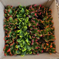 گیاهان اپارتمانی|گل و گیاه طبیعی|تهران, اکباتان|دیوار