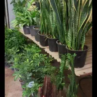 مزرعه گالری امید|گل و گیاه طبیعی|خرمآباد, |دیوار