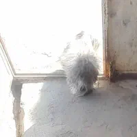 سگ پاکوتاه تربیت شده  1سال ونیم جفت هستن