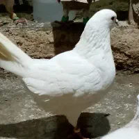 یه جفت تهرونی اصیل