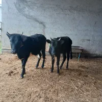 دوتا گوساله ماده|حیوانات مزرعه|گمیشان, |دیوار