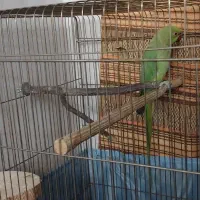 طوطی ملنگو ۲/۵ساله ماده بسیار سالم وخونگرم|پرنده|ری, ملک‌آباد|دیوار