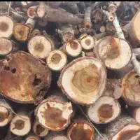 خرید چوب ، هیزم ، کنده ، چوب بر