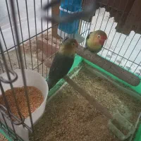 طوطی برزیلی|پرنده|کرمانشاه, |دیوار