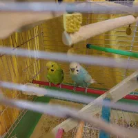 ۶عدد مرغ عشق