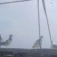 10تا نر