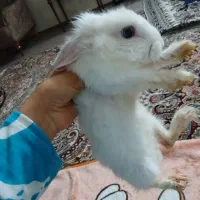 خرگوش چشم دورنگ|موش و خرگوش|قم, شاه ابراهیم|دیوار