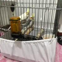 یک جفت عروس هلندی