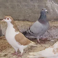 کبوتر  رنگی