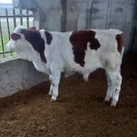 گوساله های وارداتی از ۱۰۰ تا ۴۰۰ کیلو