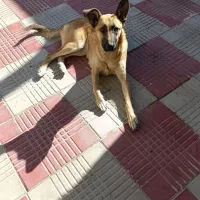 سگ ژرمن شپرد زرد|سگ|زنجان, |دیوار