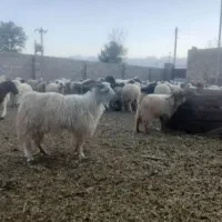 فروش کرک بز بهاره