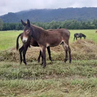 چهار راس کره قاطر نرکی