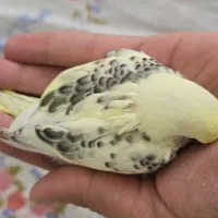 جوجه مرغ عشق ۳ ماهه