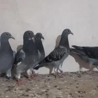 جوجه سبز