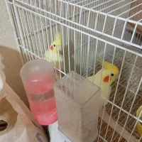 عروس هلندی مولد