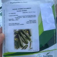 فروش بذر خیار سبز مدل سمینیس seminis