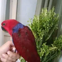 فروش انواع طوطی سانان|پرنده|قم, انسجام|دیوار