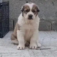 سگ الابای روسی نر و ماده نگهبان ژرمن سرابی گله ای