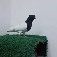 کبوتر|پرنده|دزفول, |دیوار