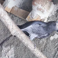 پرنده کاسکو نر وماده|پرنده|دشتیاری, |دیوار