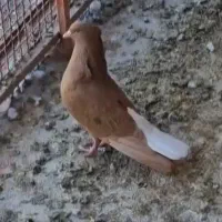 کبوتر زرد دم سفید ماده