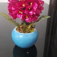 گل ربانی