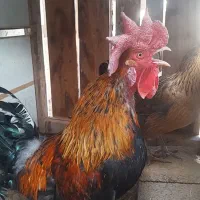 مرغ وخروس ریشی چهل تاج