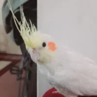 عروس هلندی نر