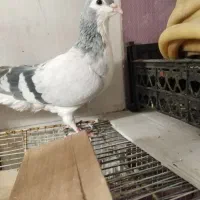 یک کبوترماده ویک جفت خال|پرنده|نیشابور, فخریه|دیوار