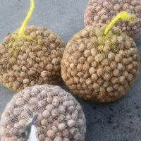 گردو پوست کاغذی،قیمت از ۲۵۰تا ۵۵۰|خوردنی و آشامیدنی|نجف‌آباد, گلدشت|دیوار