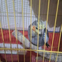 سه عدد عروس هلندی