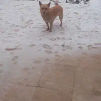 حیوانات مزرعه