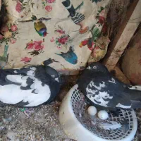 جفت سرسیاه کلاهی جفت سینه سیاه دوتا سورملقی|پرنده|کرمان, |دیوار