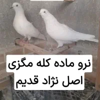 کفتر درجه۱ همه باهم جفتی ۳۵۰