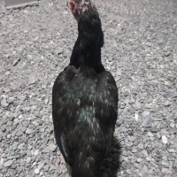 مرغ|حیوانات مزرعه|میناب, |دیوار