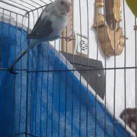 مرغ عشق|پرنده|زیباشهر, |دیوار