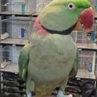 جوجه نر شاه طوطی سرلاکی خ