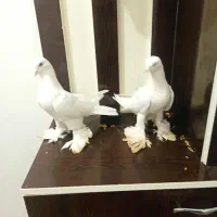 کبوتر پا پرخوب