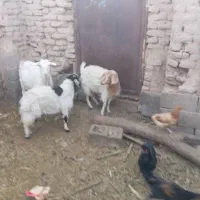 فروش گوسفند