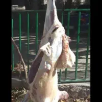 قصاب گوسفند