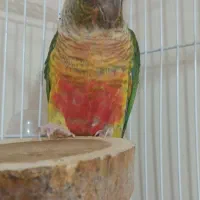 گرینچیک  یلوساید|پرنده|شهر ری, شهادت|دیوار