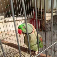 شاه طوطی نر|پرنده|فردوسیه, |دیوار