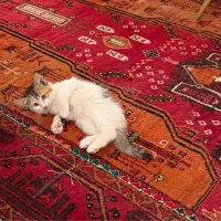 واگذاری گربه