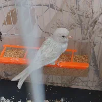 قناری ماده نقره ای|پرنده|مشهد, کوثر|دیوار