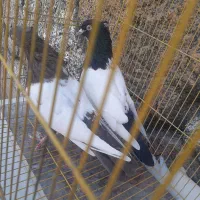 کبوتر پرشی|پرنده|گلپایگان, |دیوار